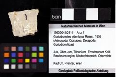 Foto (Objket + Etiketten) von Goniodromites bidentatus (Reuss, 1858) 